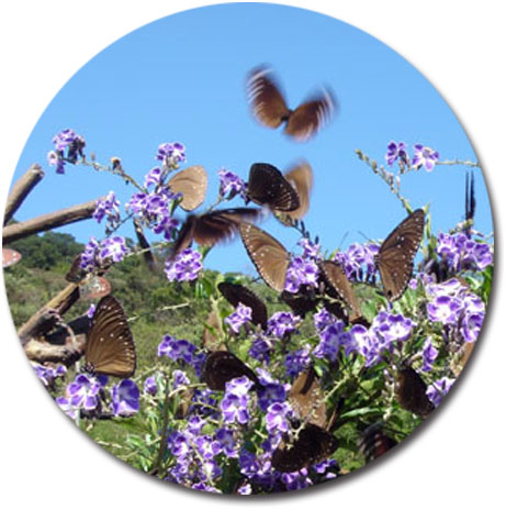 翩翩飛舞的紫斑蝶是茂林冬日最美麗的嬌客。（圖/茂管處 提供）