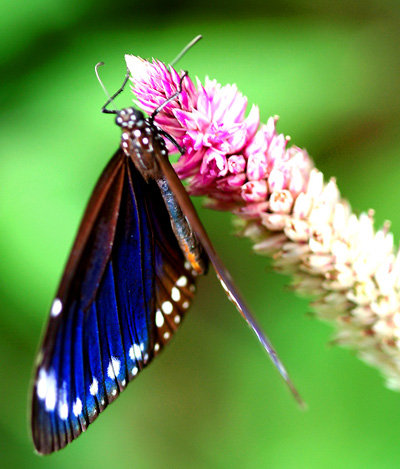 每年12月至隔年3月是到茂林觀賞紫斑蝶的最佳時機。（圖/新聞局 提供）
