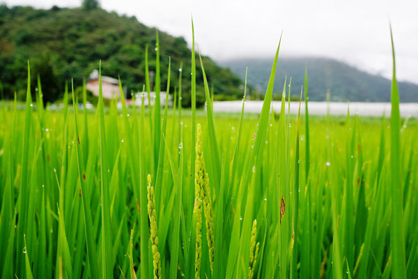 以自然農法種植的有機稻米，展現吳俊賢與家人對環境的一份心力。（圖/辛永勝 攝）