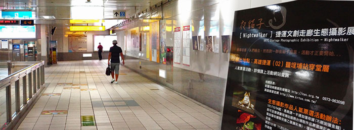 利用捷運站體空間展出的「夜貓子生態攝影展」。（圖/辛永勝 攝）