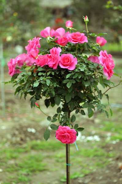 「小份尾‧幸福田」種植了超過500種玫瑰。(圖/小份尾．幸福田 提供)