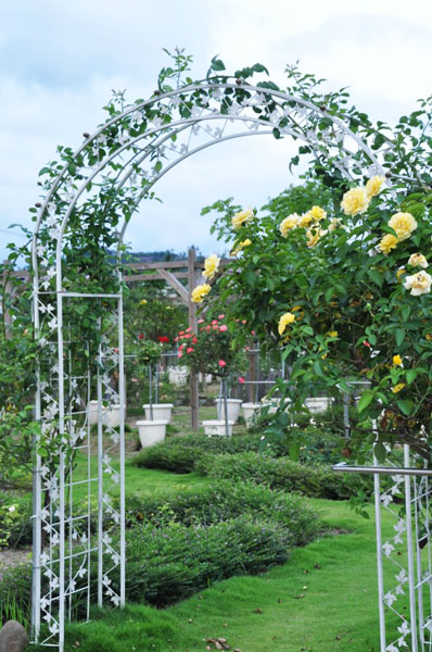樹玫瑰拱門歡迎遊客蒞臨賞花。(圖/小份尾．幸福田 提供)
