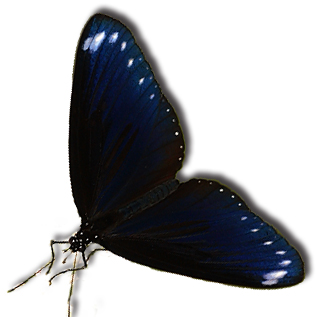 展翅的小紫斑蝶。（圖∕台灣紫斑蝶生態保育協會 提供）