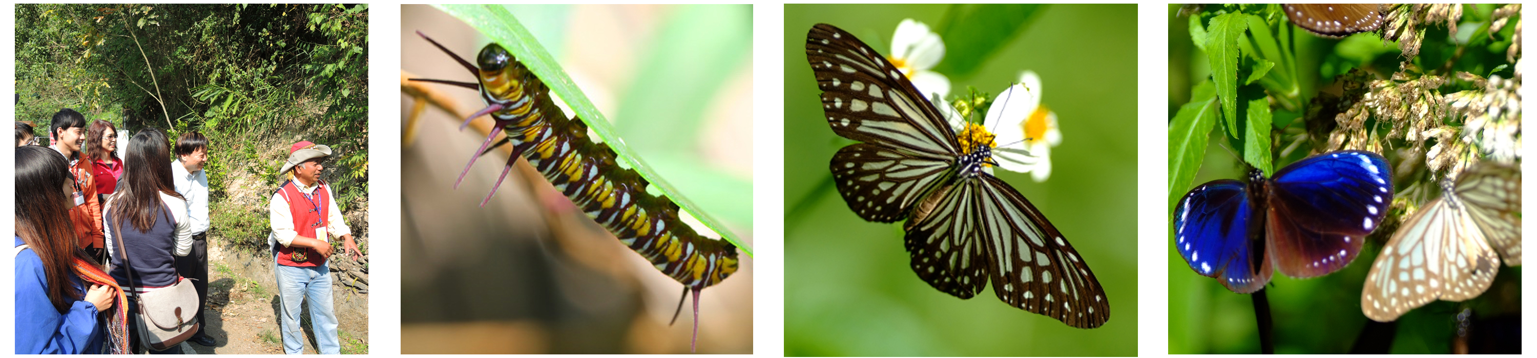 到茂林賞蝶除了觀察紫斑蝶生態，也可看見美麗的青斑蝶（圖右2）。（圖∕張簡英豪‧鮑忠暉 攝‧台灣紫斑蝶生態保育協會 提供）
