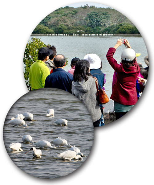 黑面琵鷺到高雄市的濕地過冬覓食，吸引眾多賞鳥人士。（圖∕茄萣生態文化協會  提供）