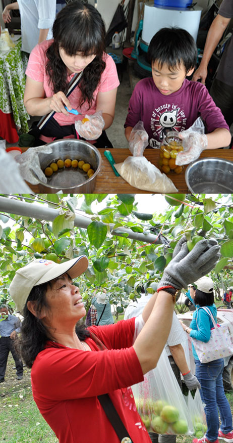 一日農夫活動提供採果與製作水果加工品的樂趣。（圖∕高雄市政府農業局 提供）