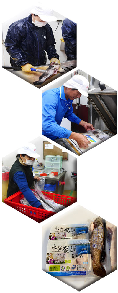 生產流程嚴密管控，極速冷凍魚衛生安全有保障。（圖∕張簡英豪 攝）