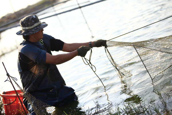捕撈白蝦  Harvesting white shrimp