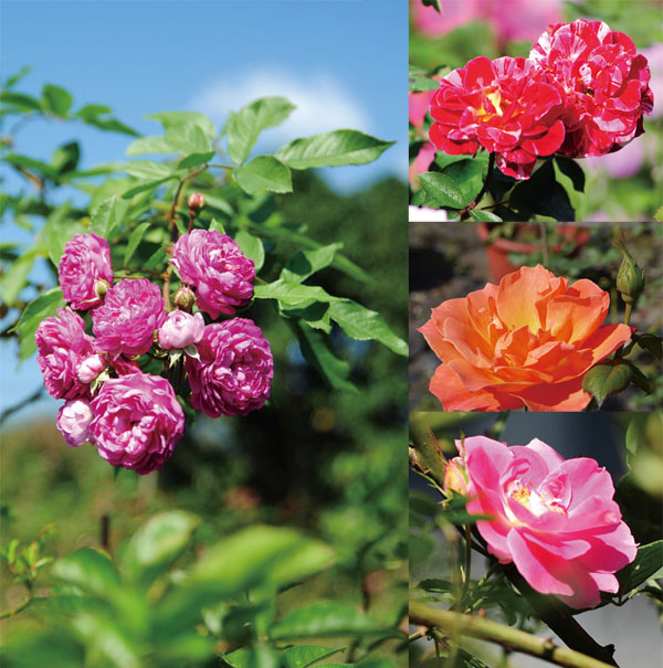 樹玫瑰品種繁多，個個爭奇鬥豔　Rose Trees come in several different varieties, all of which capture attention.