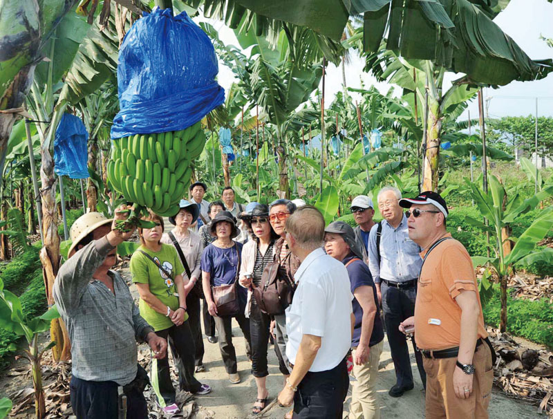 日本旅客參觀香蕉果園 Japanese tourists visiting banana orchards