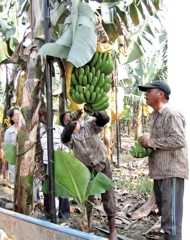 採收香蕉 Harvesting bananas