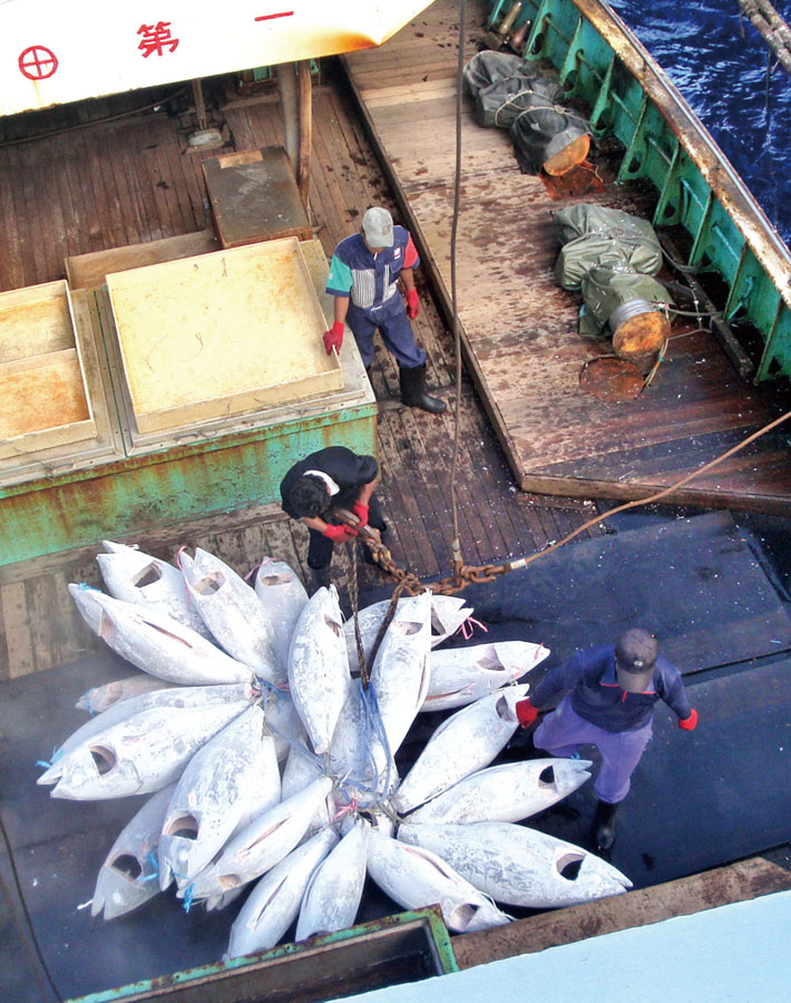 漁場直送的新鮮魚貨。Soon Yi delivers fresh tuna straight from the ocean.