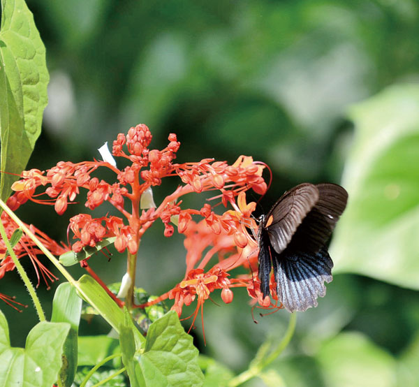阿公店水庫隨處可見花、蝴蝶和鳥 Flowers, butterflies and birds found around the Agongdian Reservoir.