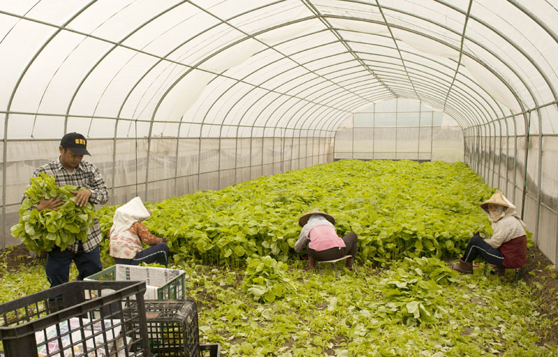 溫室栽培可隔絕雨水，穩定蔬菜供應量。（圖∕李士豪 攝）