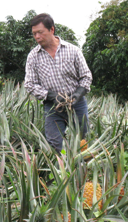 果農洪良彥擁有20多年種鳳梨的經驗。（圖∕劉采涵 攝）