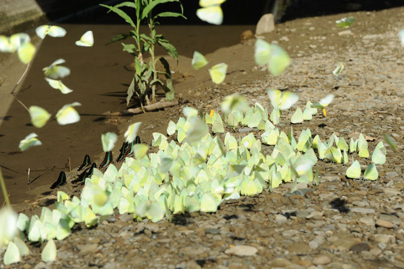 每逢夏天，成千上萬的黃蝶飛舞於黃蝶翠谷中，令人流連忘返。（圖∕鮑忠暉 攝）