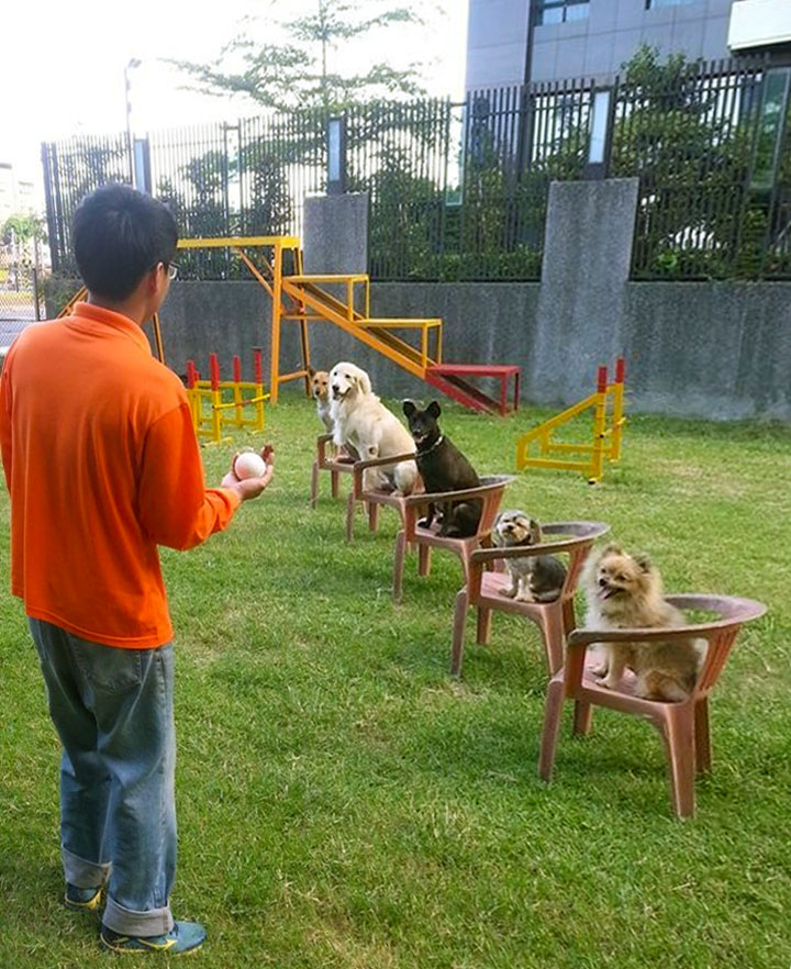 東洋狗學校提倡誘導式感情培養訓練，針對狗的習性找出其喜歡的活動。（圖∕東洋狗學校　提供）