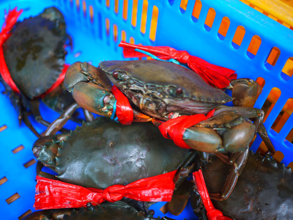秋天正是品嘗螃蟹好季節，興達港內販有鮮甜秋蟹，也有代客處理的店家。（圖∕李昀諭 攝）