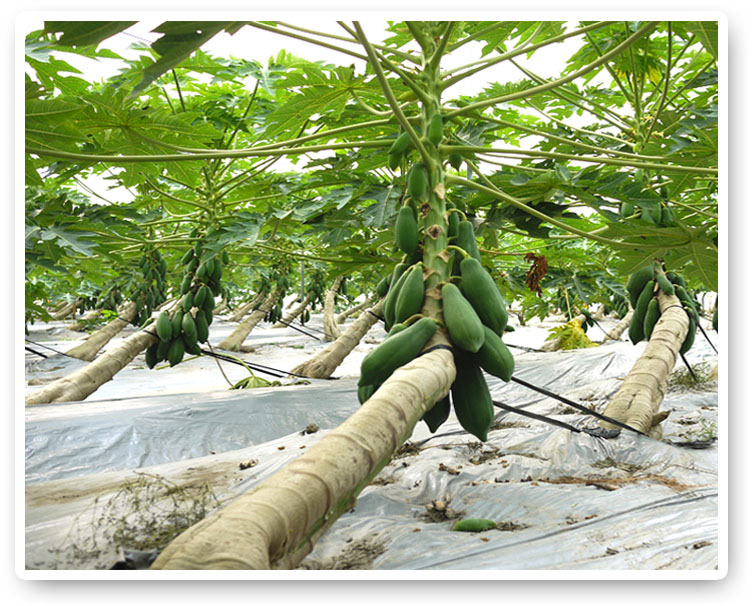 六龜土壤、氣候良好，是木瓜果農眼中的優良種植環境。（圖∕李昀諭　攝）