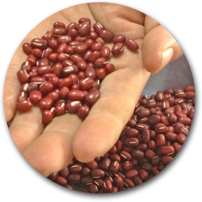 劉世明所種植的紅豆屬高雄九號品種，碩大飽滿又紅豔。（圖∕李昀諭　攝）