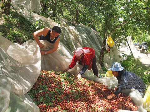 桃源區的紅肉李樹大多生長在山坡，採收耗費人工。（圖∕上下游News&Market新聞市集　提供）