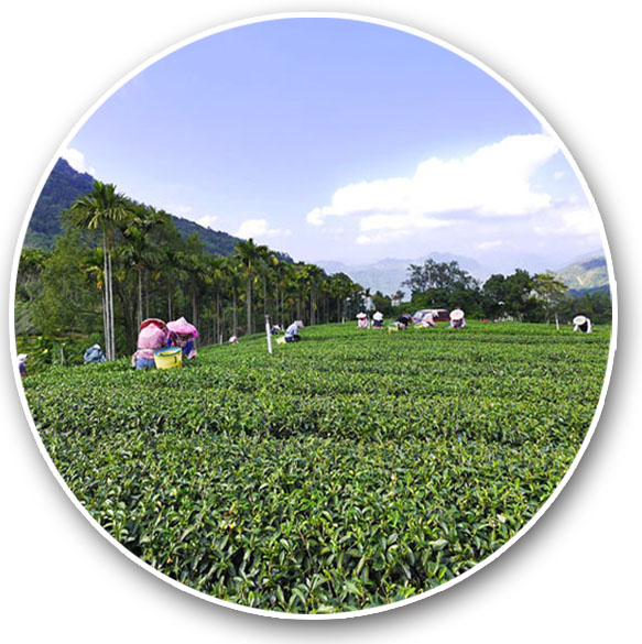 高雄山區也生產高品質的高山茶。（圖∕張簡英豪 攝）