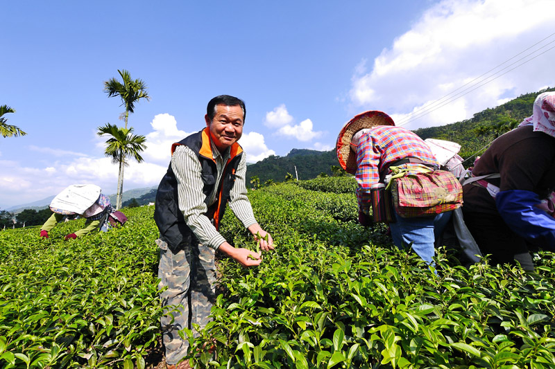 茶葉班班長詹德龍盛讚青山所產的茶是高山茶中的極品。（圖∕張簡英豪 攝）
