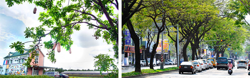 美濃台21線上的臘腸樹與大順路上的雨豆樹成為城市的美麗風景。（圖∕張筧 攝‧張簡英豪 攝）