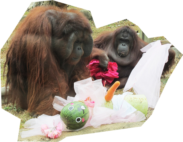 恩愛的紅毛猩猩阿宏和咪咪共同享用美食。（圖∕壽山動物園 提供）