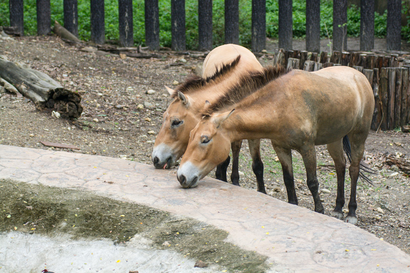 壽山動物園裡來自北方稀有的蒙古馬。（圖∕李士豪 攝）
