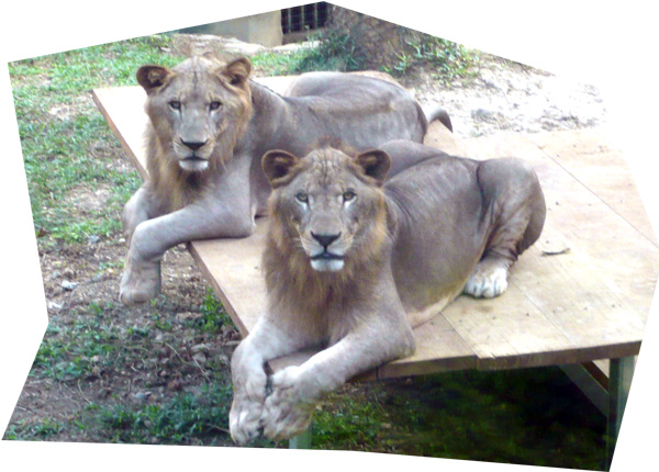 小辛與小巴是在園內出生由高雄市民命名非洲獅兄弟。（圖∕壽山動物園 提供）