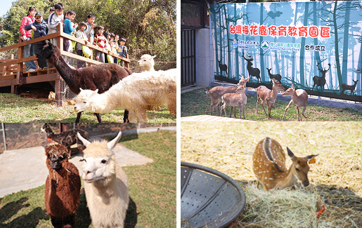羊駝、梅花鹿是壽山動物園的新嬌客。（圖∕壽山動物園 提供‧李士豪 攝）