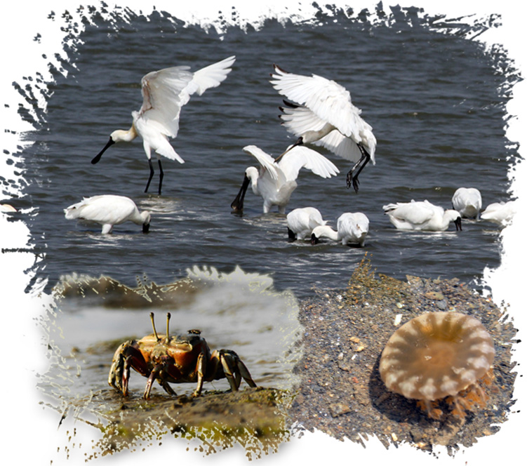 高雄的濕地提供了黑面琵鷺、招潮蟹、水母等多樣化生物一個安全的棲地。（圖∕高雄市茄萣區生態文化協會 提供‧張簡英豪 攝）