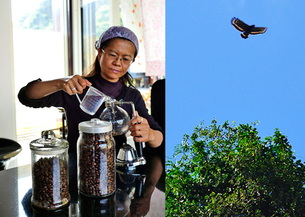 在十八羅漢山服務區可品嚐到藤枝咖啡，也可看見大冠鷲盤旋天際。（圖∕張簡英豪 攝）