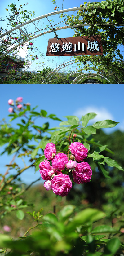悠遊山城裡有數百種玫瑰花，是台灣最大的樹玫瑰育種基地。（圖∕張簡英豪 攝‧鮑忠暉 攝）