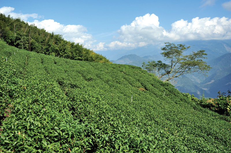 二集團烏龍茶步道 Erjituan Wulong Tea Trail