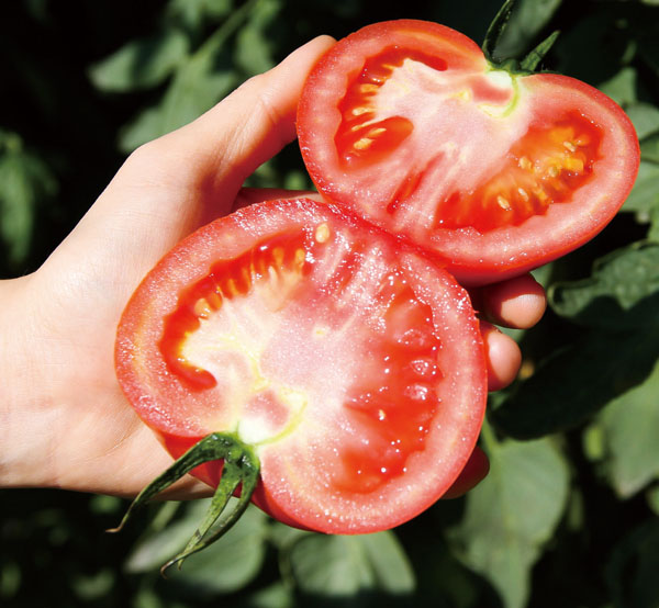 「紅蕃天」番茄 "Hongfantian" beefsteak tomatoes