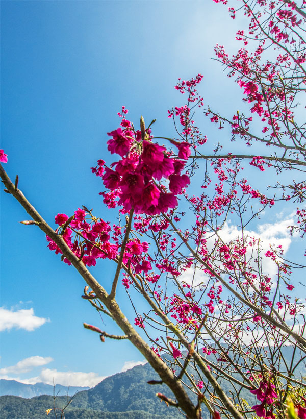 早春時節桃源區寶山部落的櫻花處處綻放。(圖/　李士豪　攝)