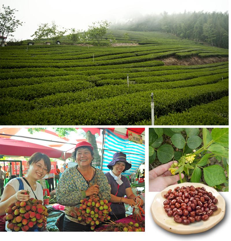 高雄的多元地形與肥沃土壤，培育出廣受市場喜愛的高山茶、紅豆、鳳荔等農特產品。（圖∕鮑忠暉、李士豪　攝）
