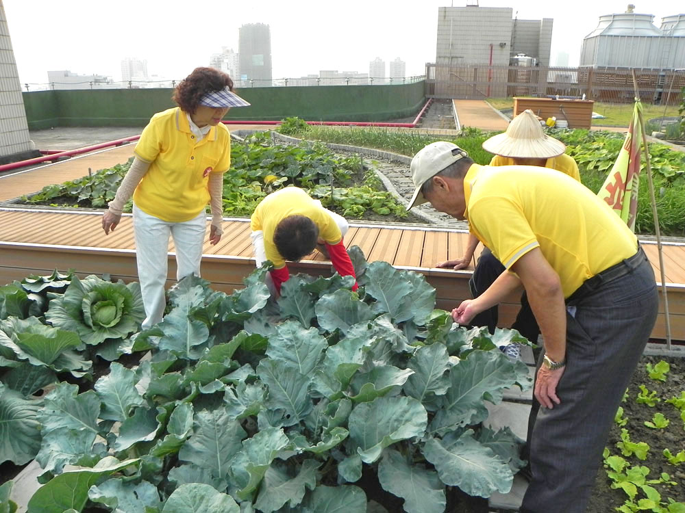 志工們每天澆水和除草，細心呵護頂樓菜園。(圖/廖順福 攝）