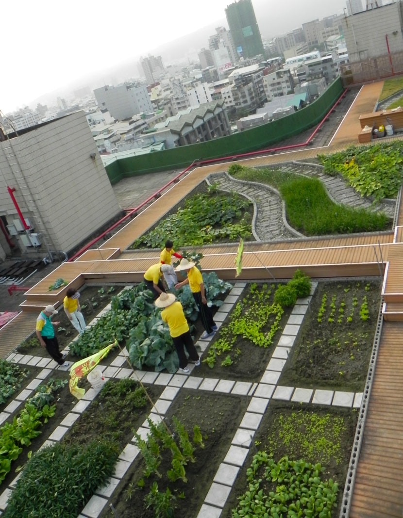三民區公所利用屋頂種菜，2年來已成為志工們最好的相聚地點。（圖/廖順福 攝）