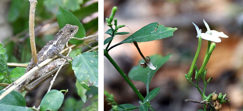 左：台灣特有的斯文豪氏攀蜥。右：造型如白鷺鷥的白鶴靈芝。（黎劍山．攝影）