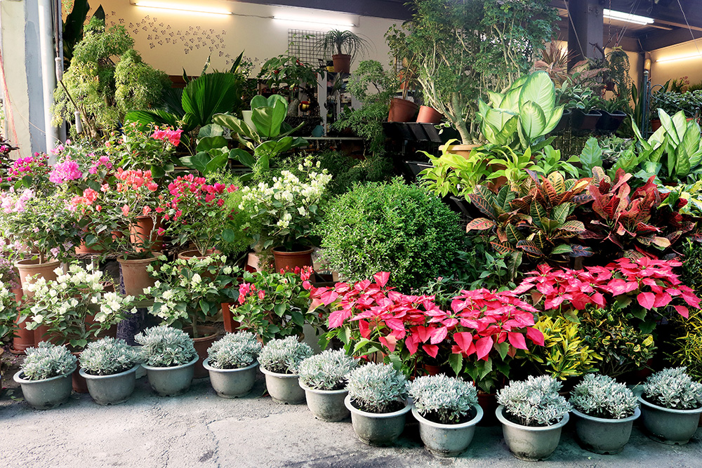 店家展示自家花材與植栽，每個角落就像座小花園般，賞心悅目。（Eric‧攝影）