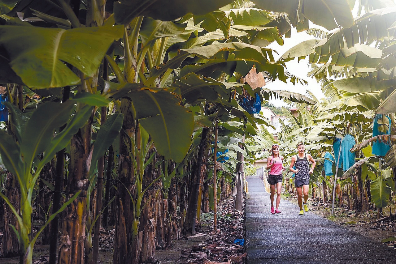 「旗山馬拉松」將賽道延伸至蕉園中，讓選手們親近香蕉。（聯合數位文創‧提供）