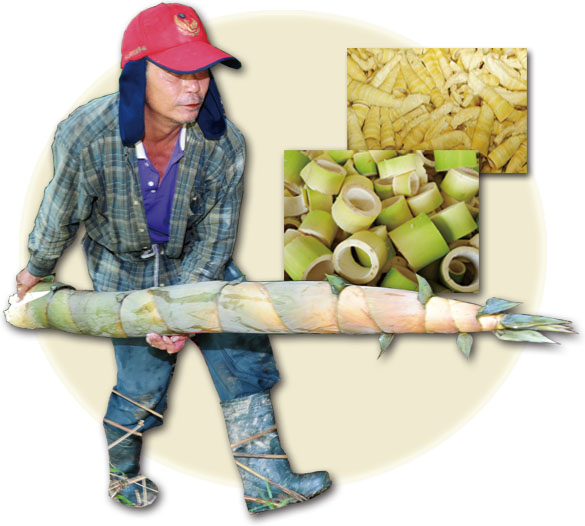筍管(上)The bottom part of the shoots；發酵的筍尖(下)The tip of bamboo shoots after fermentation