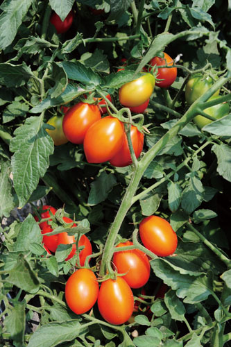 路竹出產數十種番茄。 Dozens of varieties of tomatoes are grown in the region.