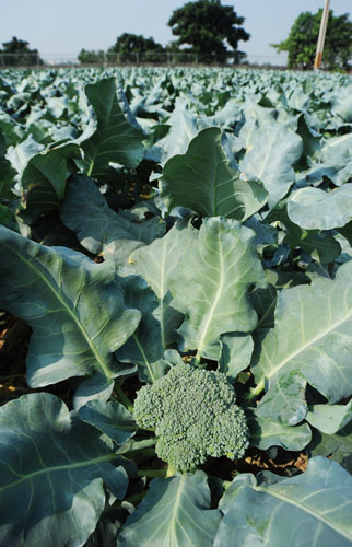 路竹花椰菜的種植面積超過250公頃。Lujhu boasts more than 250 hectares of cauliflower and broccoli farmland.