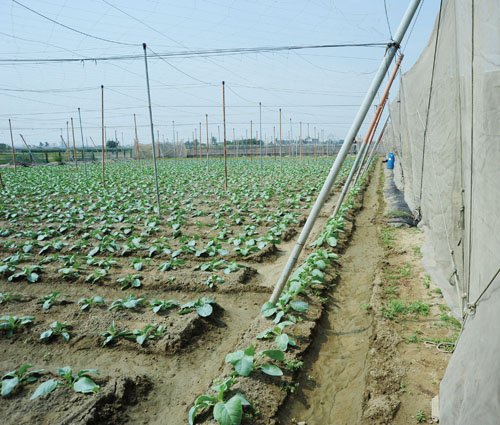 路竹發展有機栽培。Lujhu's developing organic agriculture.
