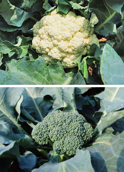 路竹高品質的白色及綠色花椰菜。Lujhu's quality cauliflower and broccoli.