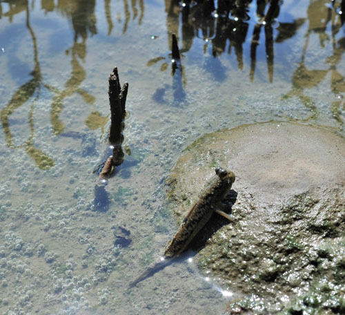 彈塗魚  Mudskippers in the wetlands
